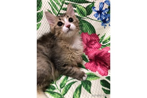 成約済の大阪府のミヌエット-60495の1枚目