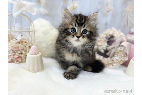 成約済の大阪府のサイベリアン-66610の4枚目