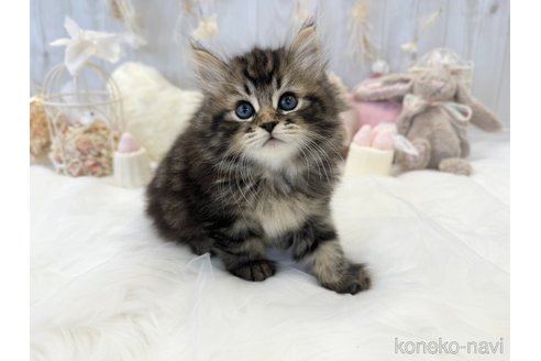 成約済の大阪府のサイベリアン-66610の5枚目