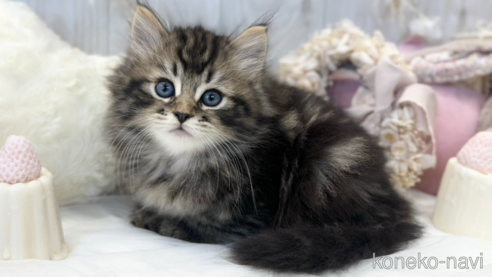 成約済の大阪府のサイベリアン-66610の3枚目