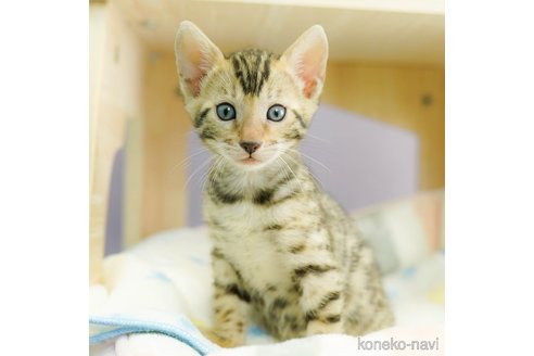成約済の千葉県のベンガル-67551の1枚目