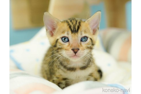 成約済の千葉県のベンガル-67556の2枚目