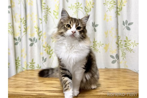 成約済の愛知県のノルウェージャンフォレストキャット-55757の1枚目