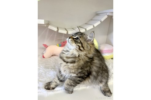 成約済の神奈川県のサイベリアン-61798の2枚目