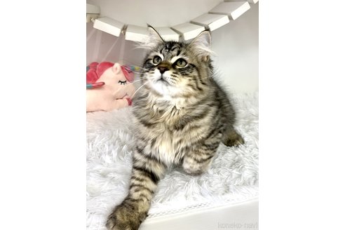 成約済の神奈川県のサイベリアン-61796の3枚目