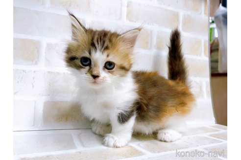 成約済の東京都のミヌエット(短足)-67606の5枚目