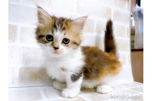 成約済の東京都のミヌエット(短足)-67606の2枚目