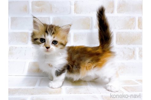 成約済の東京都のミヌエット(短足)-67606の3枚目