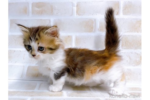 成約済の東京都のミヌエット(短足)-67606の4枚目