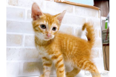 成約済の東京都のマンチカン-67946の4枚目