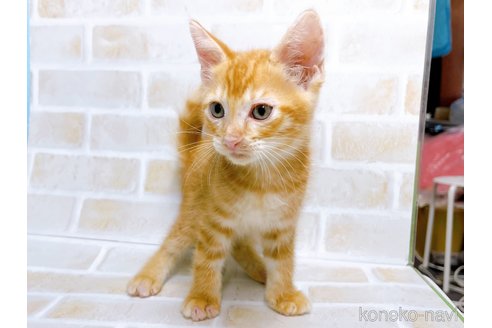 成約済の東京都のマンチカン-67946の5枚目