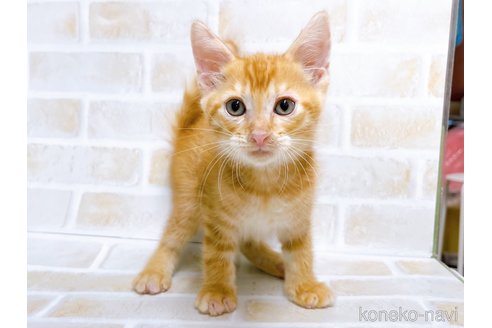 成約済の東京都のマンチカン-67946の2枚目