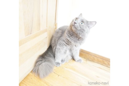 成約済の福岡県のマンチカン-46634の5枚目