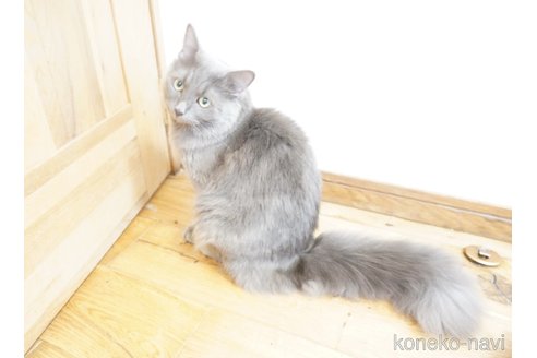 成約済の福岡県のマンチカン-46634の2枚目