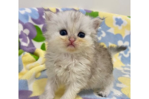 成約済の神奈川県のペルシャ(チンチラ)-67646の1枚目