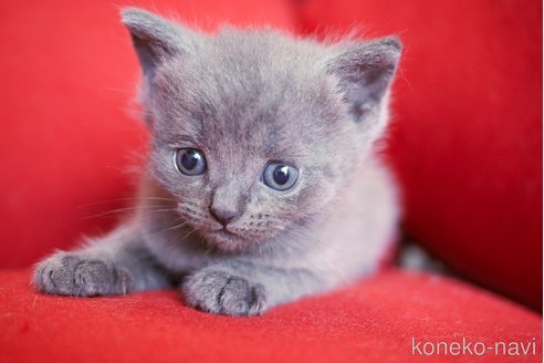 成約済の神奈川県のブリティッシュショートヘア-67690の1枚目