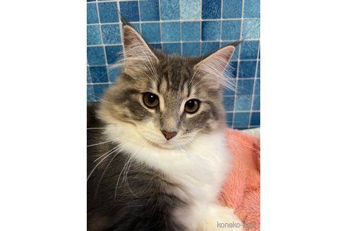 成約済の茨城県のノルウェージャンフォレストキャット-57304の9枚目