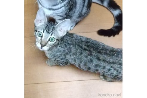 成約済の愛知県のミックス-59420の7枚目