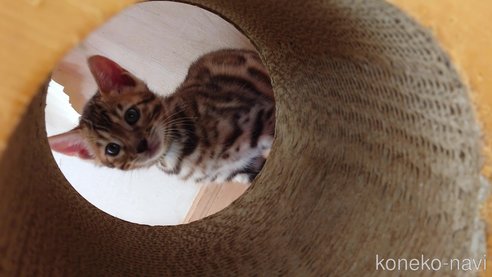 成約済の長野県のベンガル-67724の2枚目