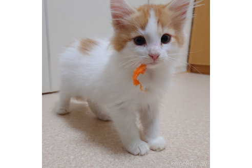 成約済の埼玉県のノルウェージャンフォレストキャット-67040の2枚目