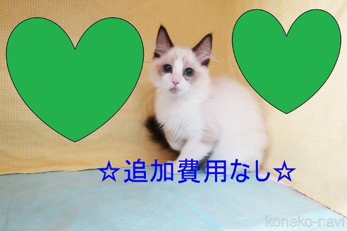 成約済の東京都のラグドール-66317の4枚目