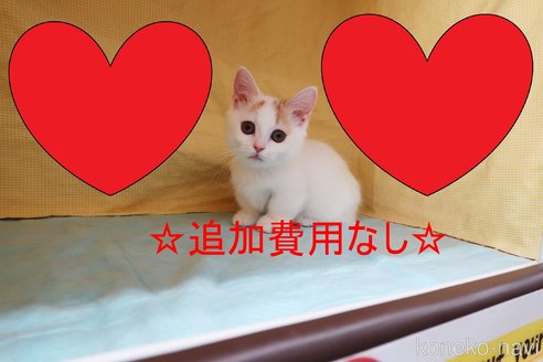 成約済の東京都のマンチカン(短足)-65282の3枚目
