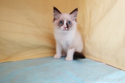 成約済の東京都のラグドール-66822の3枚目