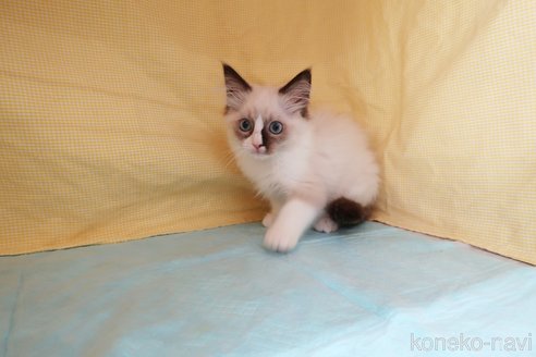 成約済の東京都のラグドール-66822の2枚目