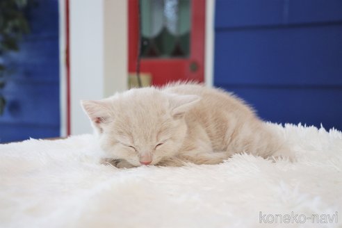 成約済の大阪府のマンチカン-67755の16枚目