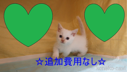 成約済の東京都のマンチカン(短足)-67769の1枚目