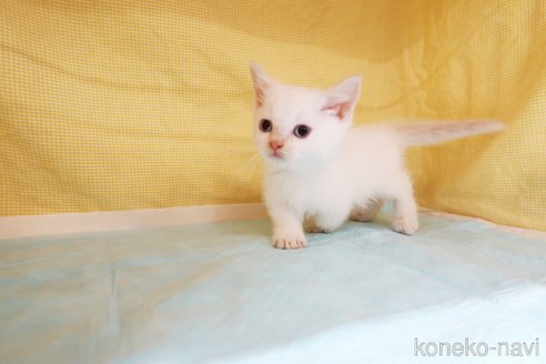 成約済の東京都のマンチカン(短足)-67769の3枚目