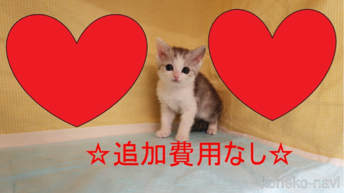 成約済の東京都のミヌエット-67772