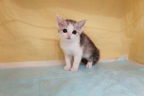 成約済の東京都のミヌエット-67772の2枚目