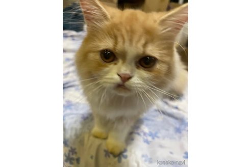成約済の愛知県のスコティッシュフォールド-67460の2枚目