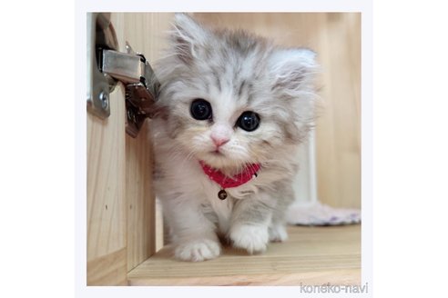 成約済の長野県のミヌエット-67808の1枚目