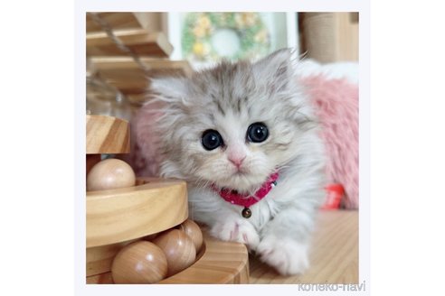 成約済の長野県のミヌエット-67808の5枚目