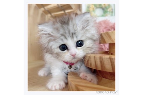 成約済の長野県のミヌエット-67808の2枚目