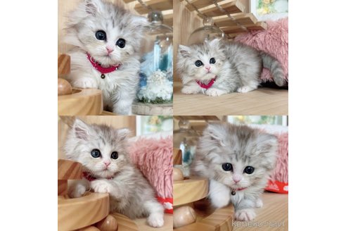 成約済の長野県のミヌエット-67808の4枚目