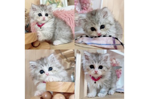 成約済の長野県のミヌエット-67808の3枚目