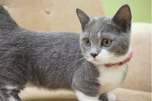 成約済の神奈川県のミヌエット-67847の3枚目