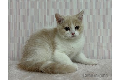 成約済の千葉県のスコティッシュフォールド-65293の5枚目