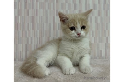 成約済の千葉県のスコティッシュフォールド-65293の3枚目