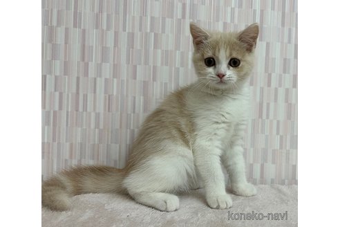 成約済の千葉県のスコティッシュフォールド-65293の2枚目