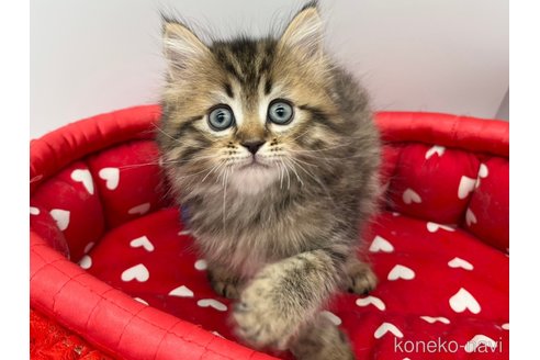 成約済の愛知県のラガマフィン-67886の3枚目