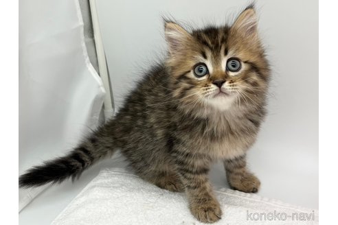 成約済の愛知県のラガマフィン-67886の1枚目