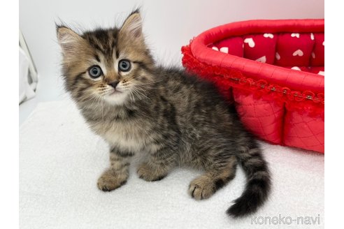 成約済の愛知県のラガマフィン-67886の2枚目