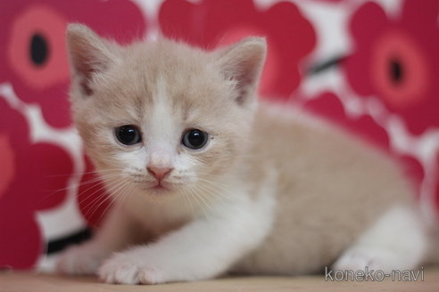 成約済の東京都のスコティッシュフォールド-67935の1枚目