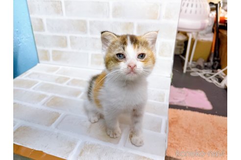 成約済の東京都のマンチカン-67947の4枚目