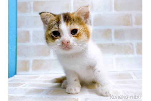 成約済の東京都のマンチカン-67947の5枚目