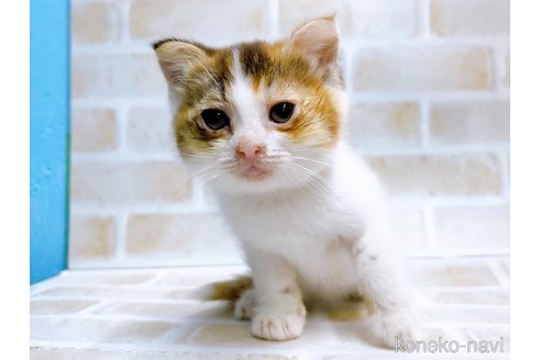 成約済の東京都のマンチカン-67947の2枚目